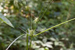 Rough flatsedge